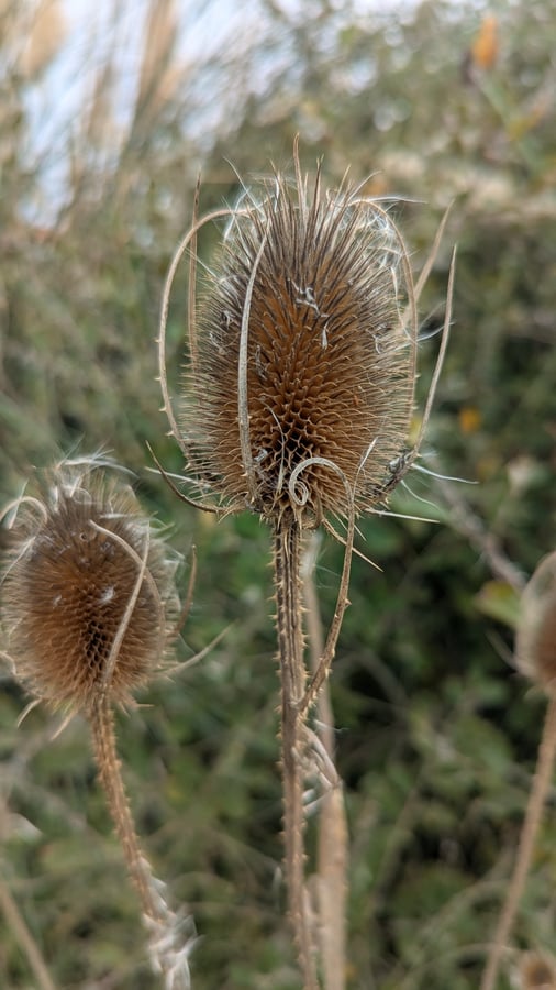 Geology and flowers, Spain