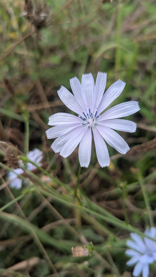 Geology and flowers, Spain