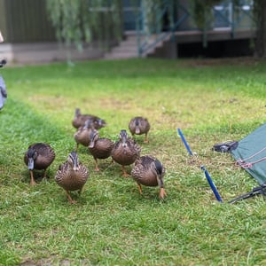 Campsite by Simon &amp;amp; Lucy