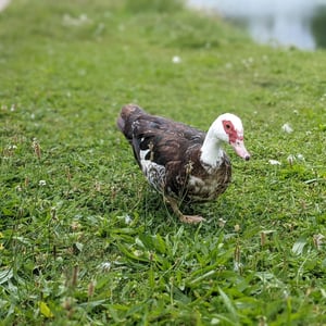 Muscovy! by Simon &amp;amp; Lucy