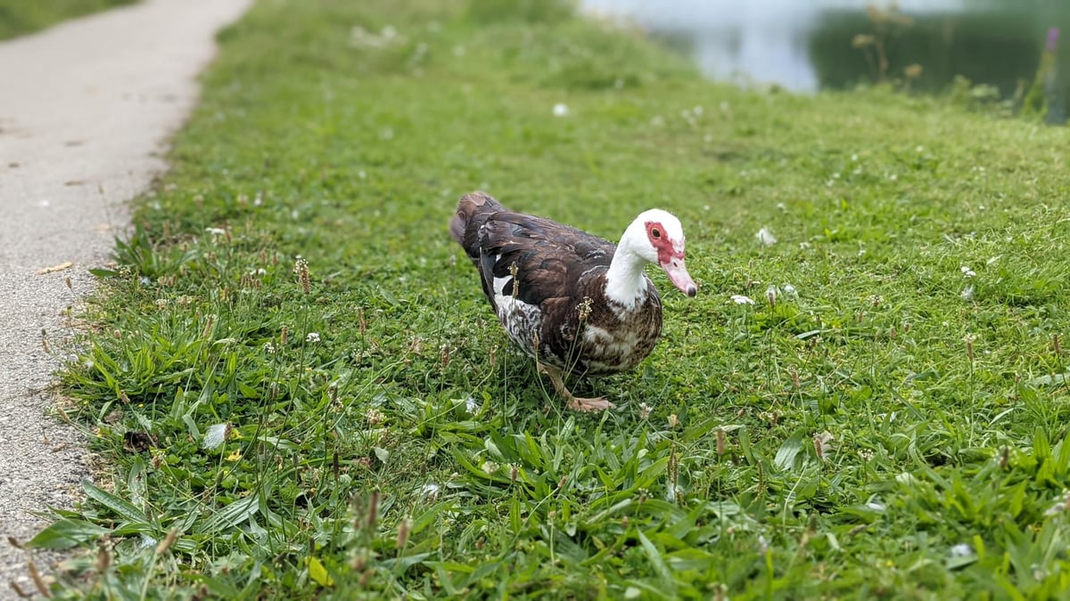 Muscovy!, France