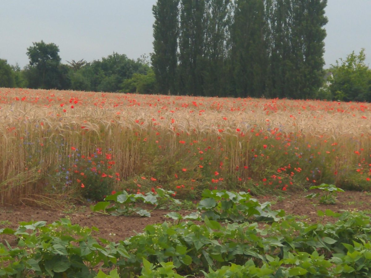Mohnblumen, Frankreich