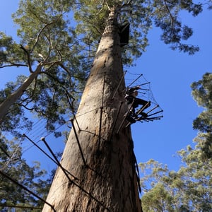 Highest Tree Climb by Newluks