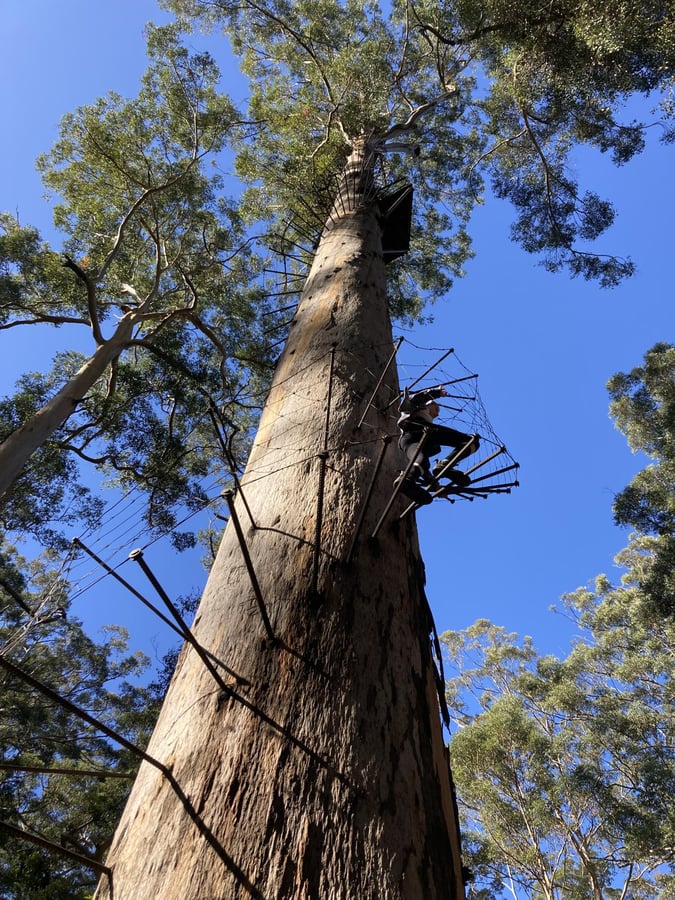 Highest Tree Climb, Australia