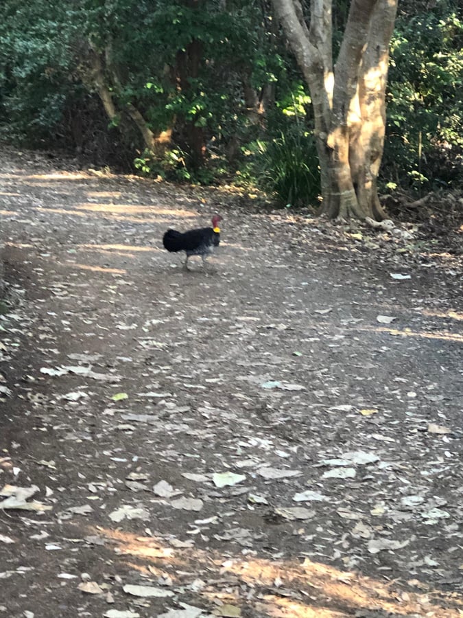 A Day In Ballina., Australia