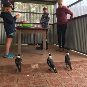 Town day in Albany by Newluks