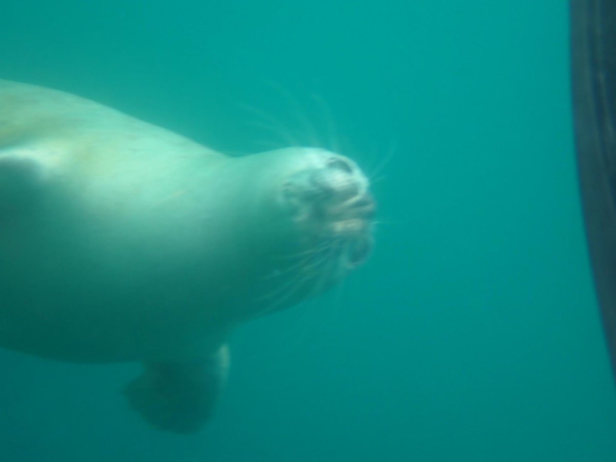 ¡Cría de foca!