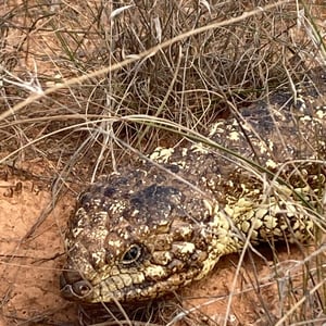 Shingle-Back by Newluks