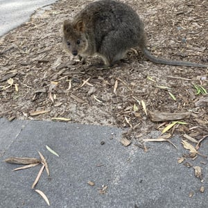 Rottnest Island by Newluks