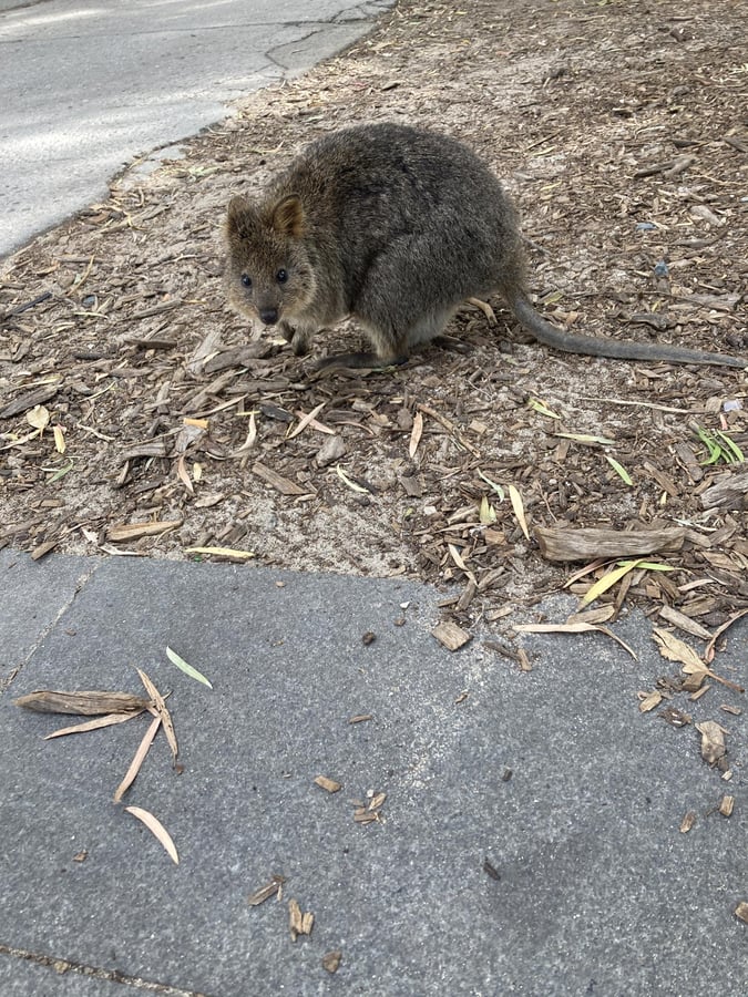 Rottnest Island