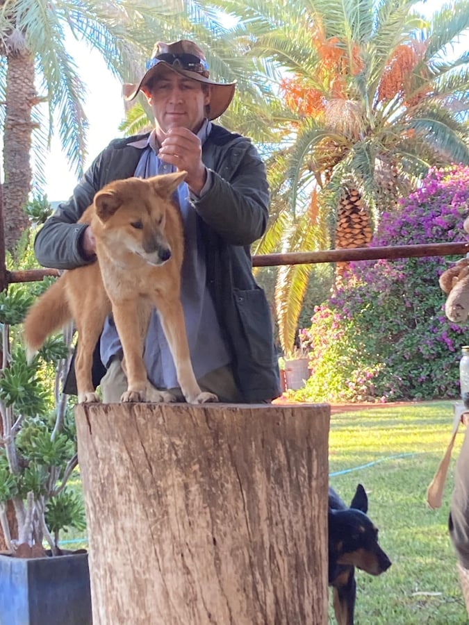 I got to feed a Dingo!!, Australia