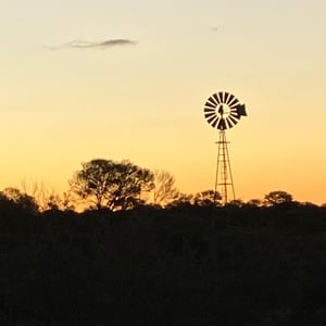 I got to feed a Dingo!! by Newluks