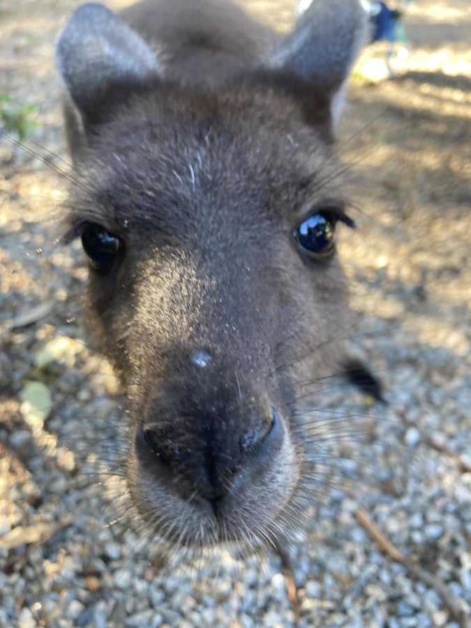 Endlich ein Ruhetag, Australien