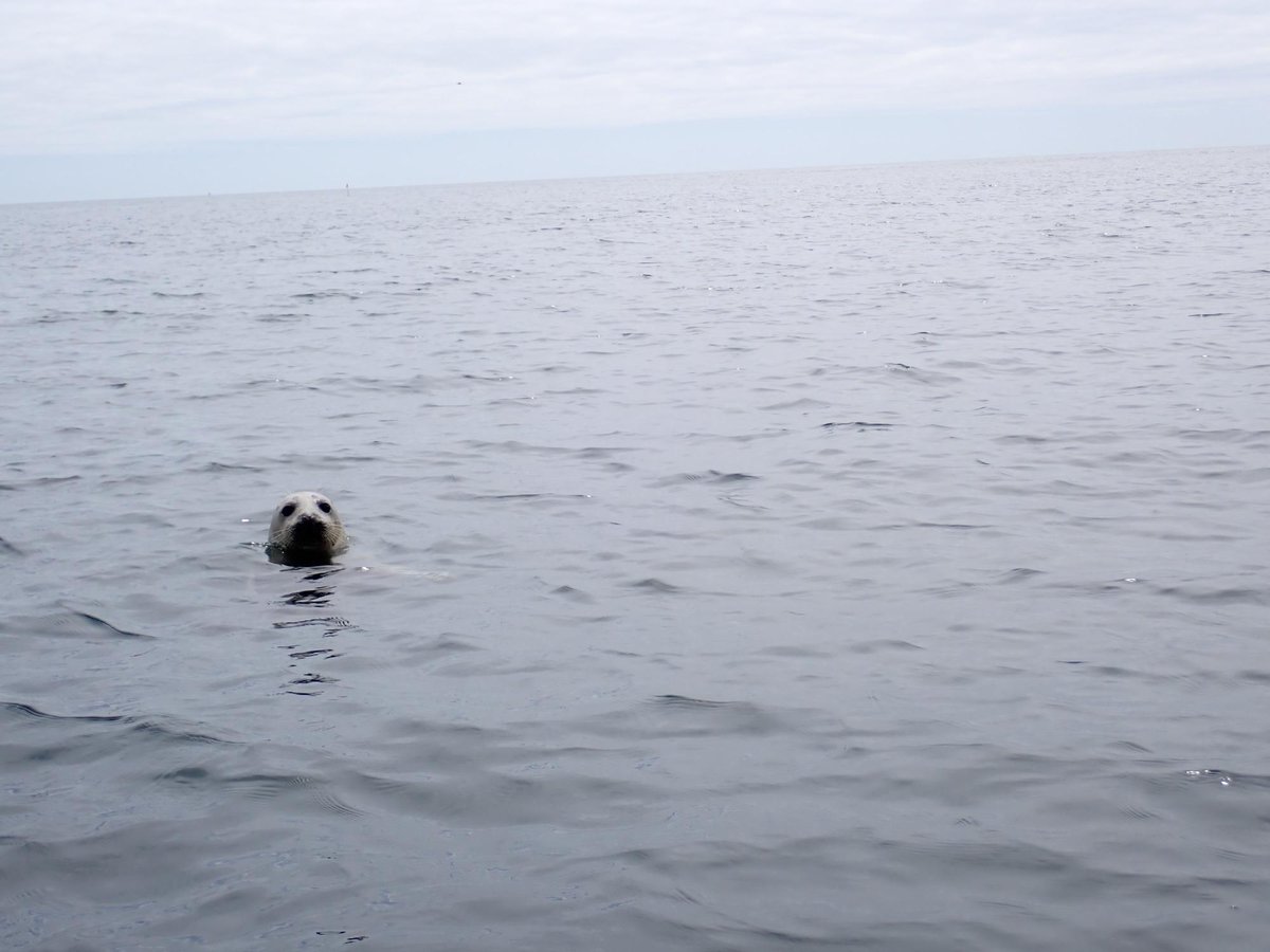 ¡Cría de foca!