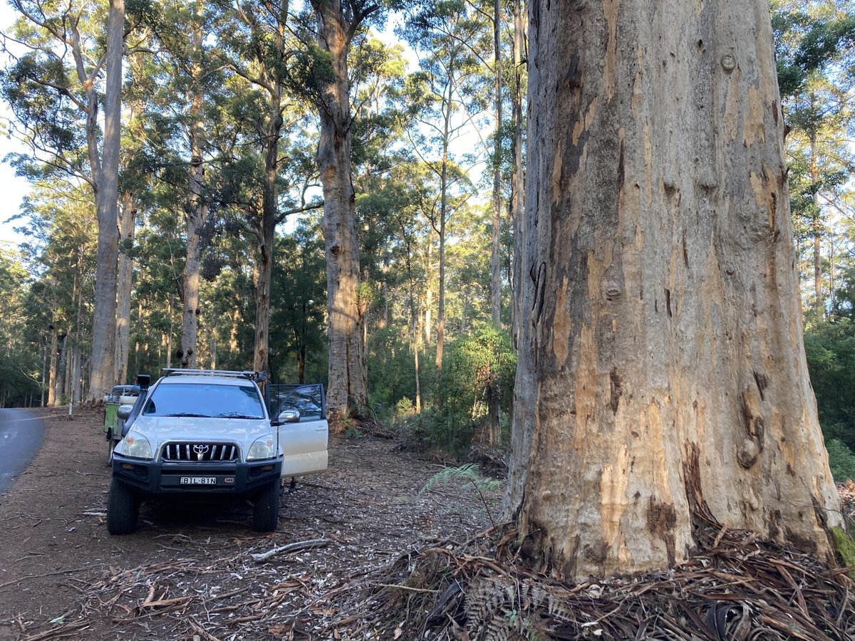 Fehlender Milchkasten, Australien