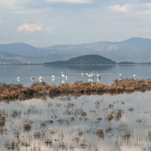 Flamingos by Simon &amp;amp; Lucy