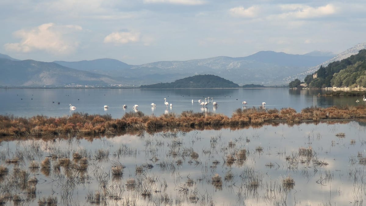 Flamingos, Greece