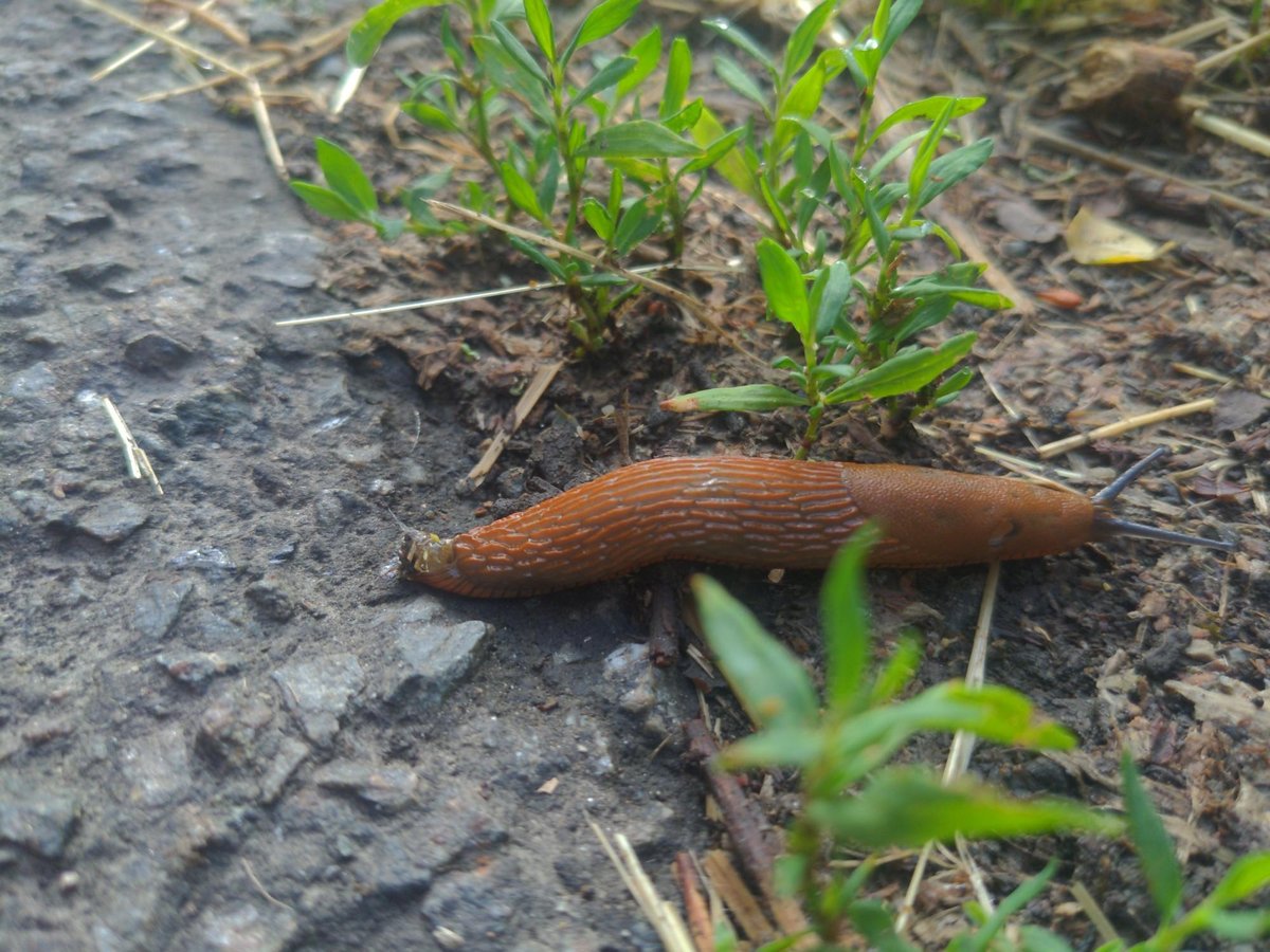 Nacktschnecke?!, Frankreich