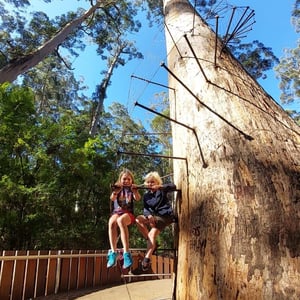 Highest Tree Climb by Newluks