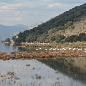 Flamingos by Simon &amp;amp; Lucy