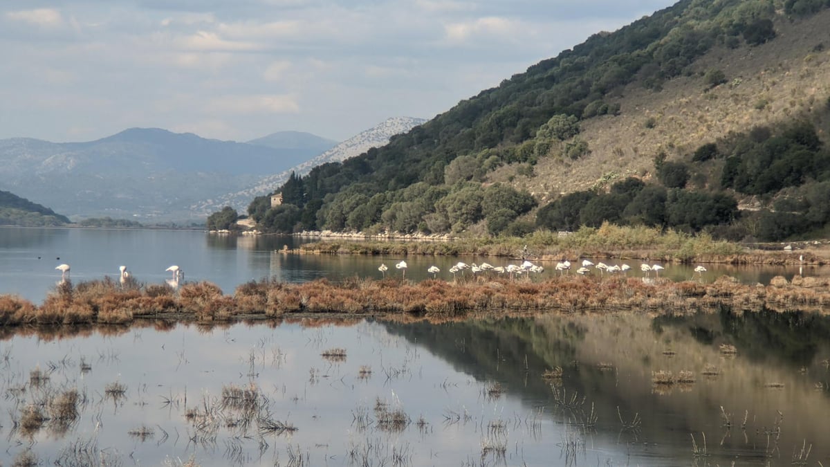 Flamingos, Greece