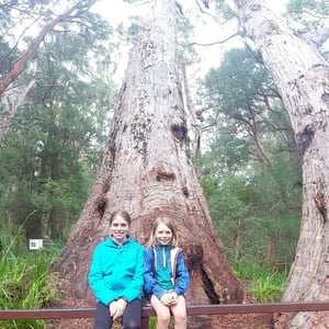 Tree Top Walk by Newluks