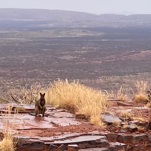 Massive Hike by Newluks