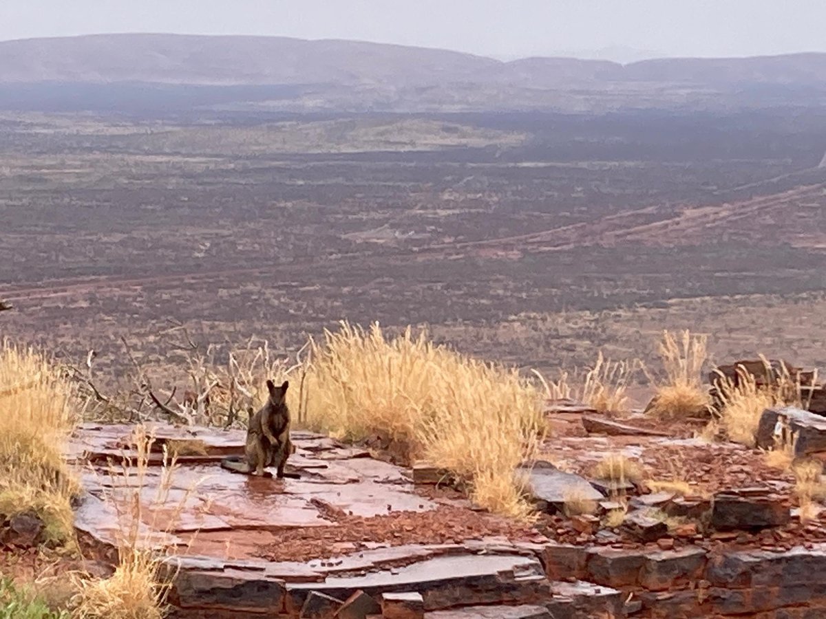 Massive Hike, Australia