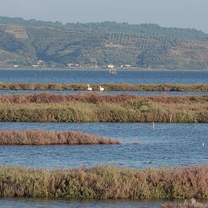 Flamingos and a Plunge by Simon &amp;amp; Lucy