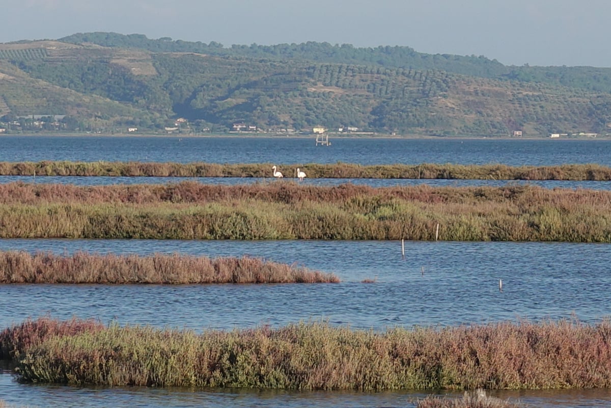 Flamingos und ein Sprung, Albanien