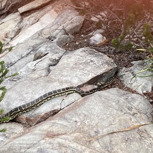 We saw a snake!!!!! by Newluks