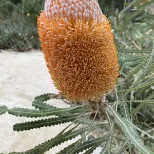Fremantle Prison by Newluks