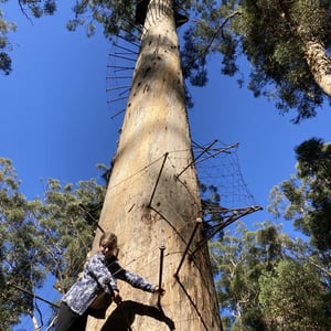 Highest Tree Climb by Newluks