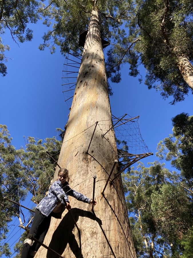 Höchster Baumkletterausflug, Australien