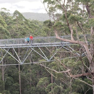 Tree Top Walk by Newluks