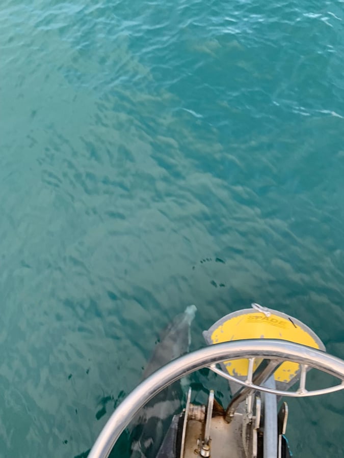 ¡Delfines!, Jersey
