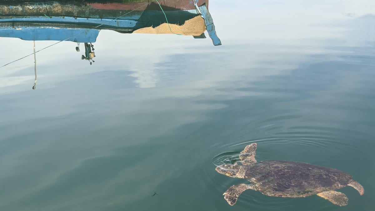 Turtle, Greece