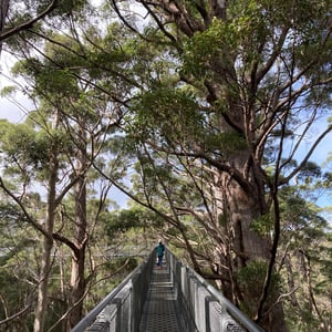 Tree Top Walk by Newluks