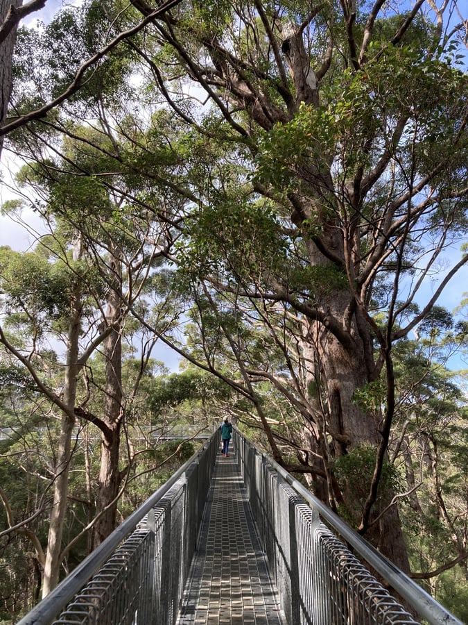 Tree Top Walk, Australia