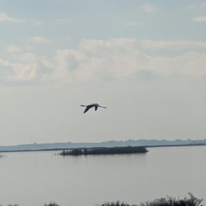 Flamingos by Simon &amp;amp; Lucy