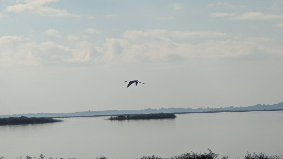 Flamingos, Greece
