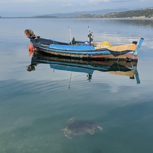Turtle by Simon &amp;amp; Lucy