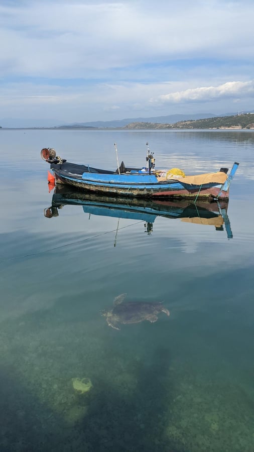 Turtle, Greece