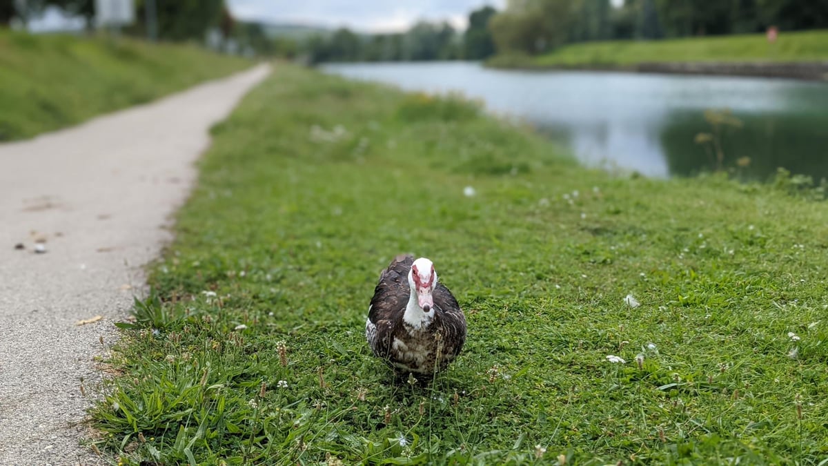 Muscovy!, France