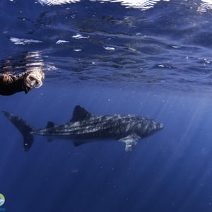 Birthday With Whale Sharks! by Newluks