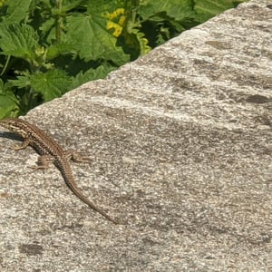 Lizard! by Simon &amp;amp; Lucy