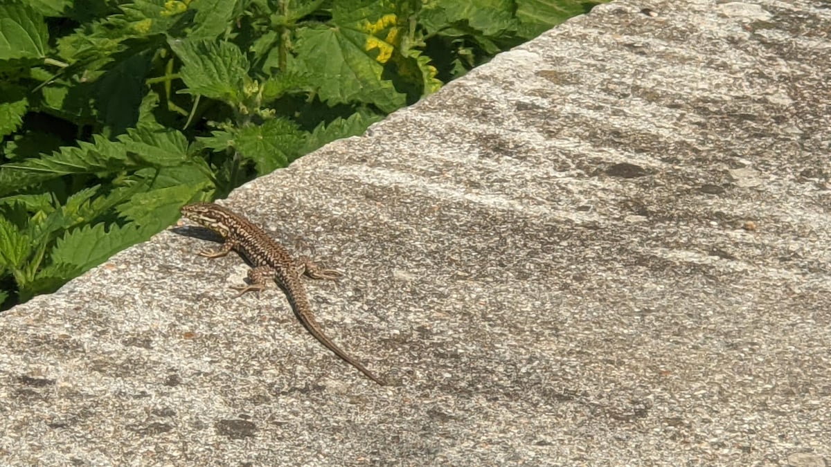 Lizard!, France