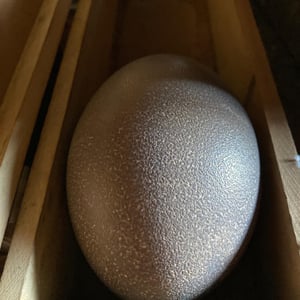 I got to feed a Dingo!! by Newluks