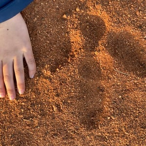 I got to feed a Dingo!! by Newluks