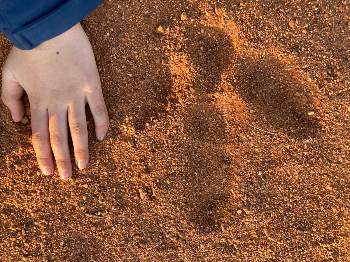 I got to feed a Dingo!!, Australia